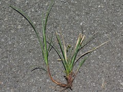 Carex floridana