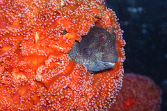 Parablennius intermedius