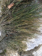 Juncus compressus