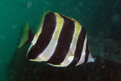 Amphichaetodon howensis