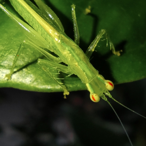 Phlugis virens
