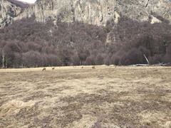 Hippocamelus bisulcus