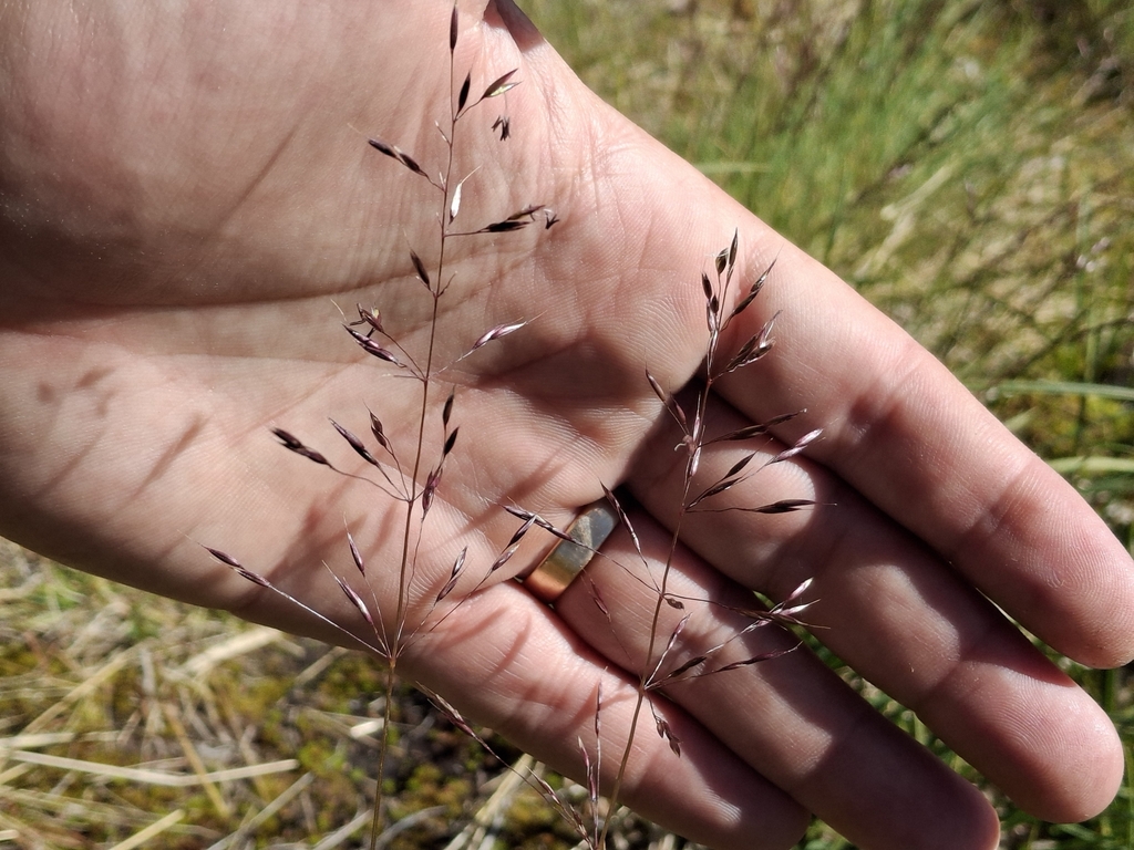 Calamagrostis breweri