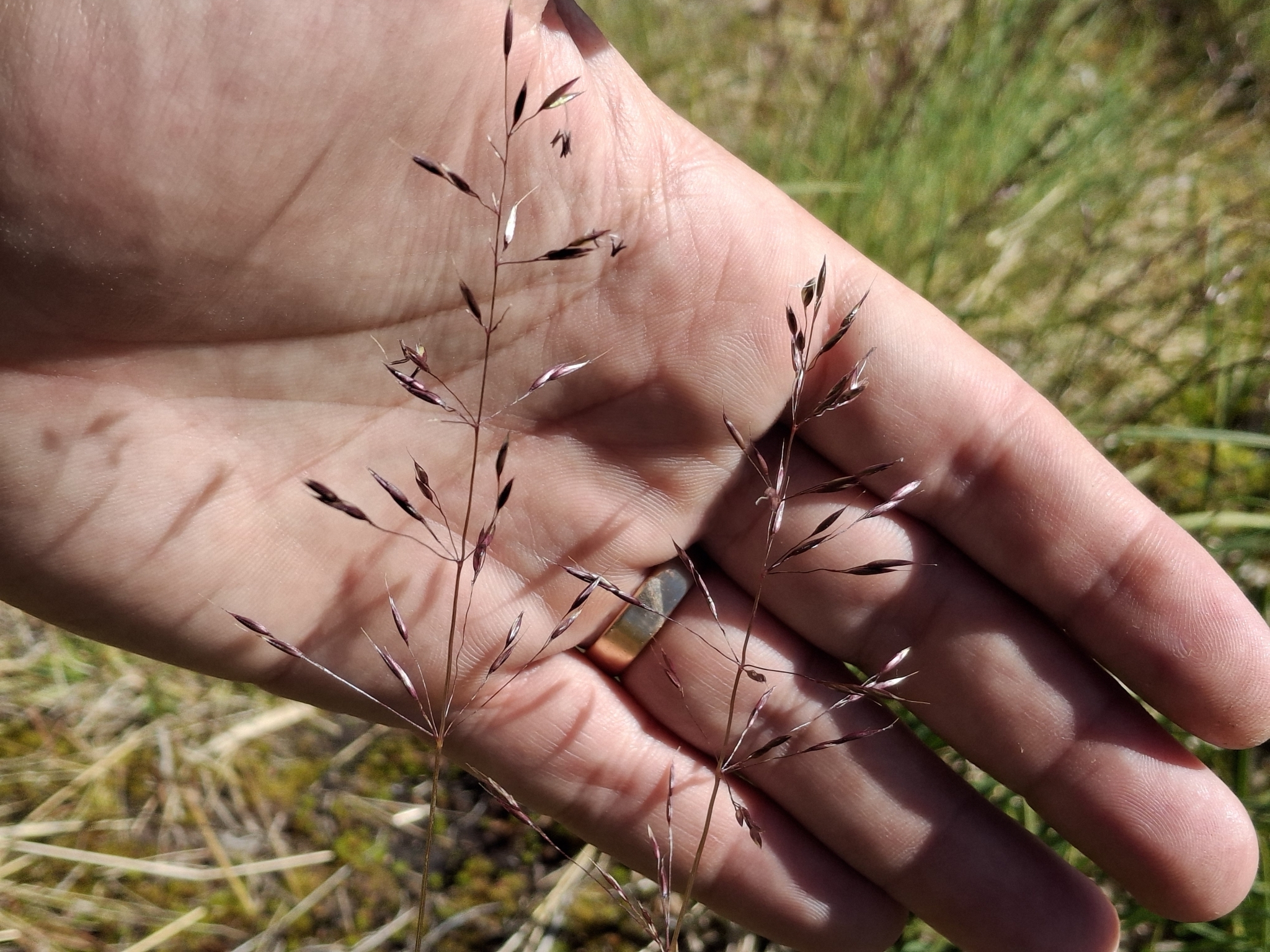 Calamagrostis breweri