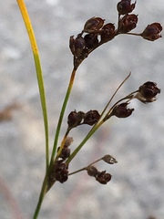 Juncus compressus