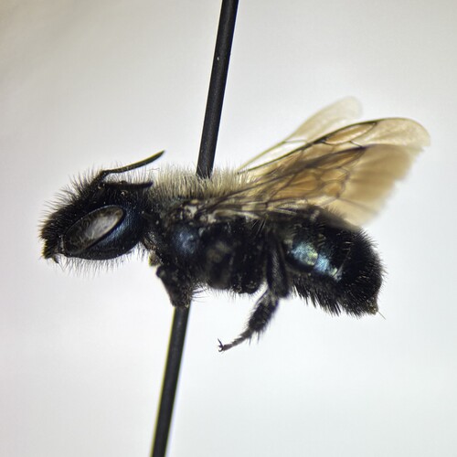 Osmia trifoliama