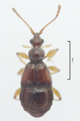Pselaphophus atriventris