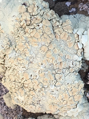 Protoparmeliopsis pinguis