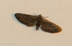 Eupithecia tripunctaria