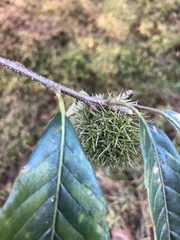 Castanea sativa