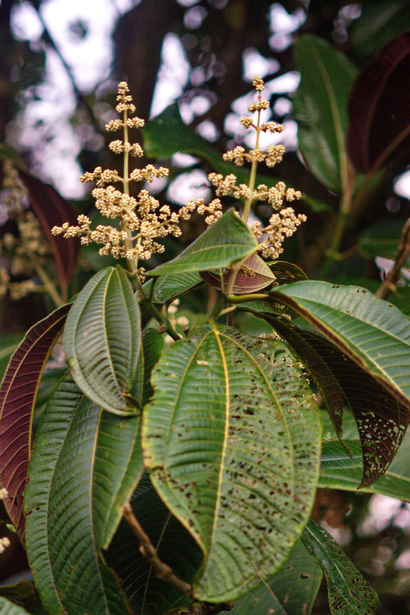 Miconia