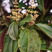 Miconia - Photo (c) John, some rights reserved (CC BY-NC), uploaded by John