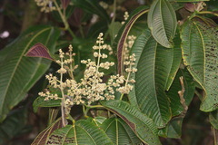 Miconia calvescens
