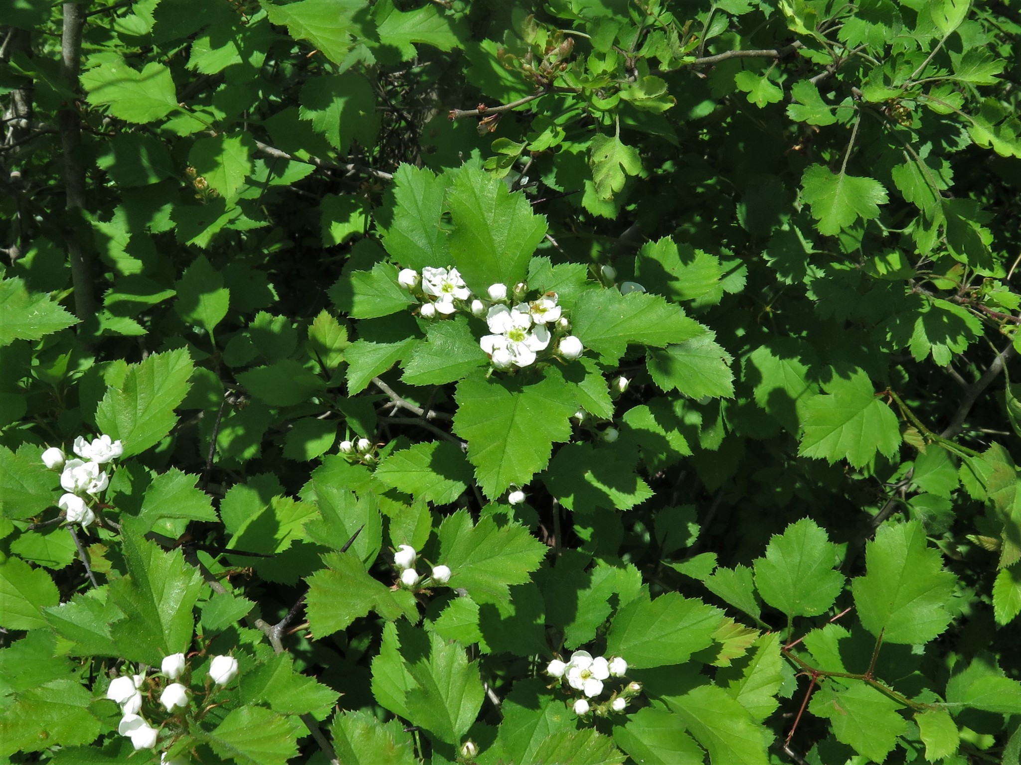 Crataegus biltmoreana