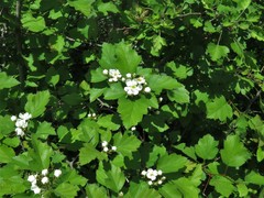 Crataegus biltmoreana