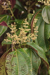 Miconia calvescens