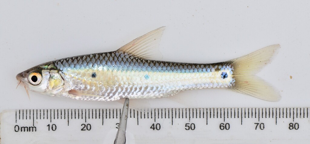 Jackson's barb (Enteromius jacksoni) — Cyprinidae