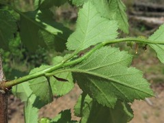 Crataegus biltmoreana