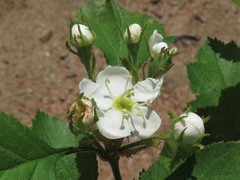 Crataegus biltmoreana