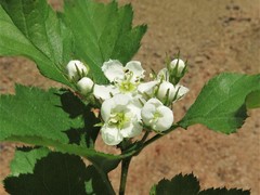 Crataegus biltmoreana