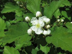 Crataegus biltmoreana