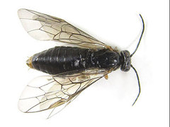 Euura cornuta