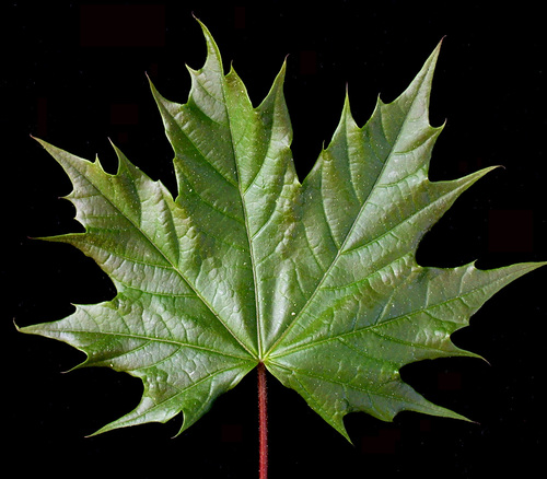 Paprastasis klevas nuotrauka