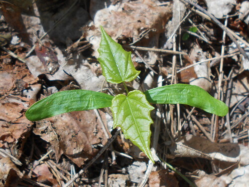 Paprastasis klevas nuotrauka