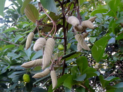 Helicteres baruensis