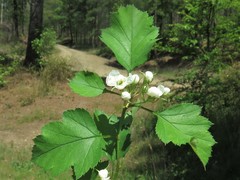 Crataegus biltmoreana