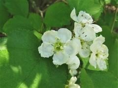 Crataegus biltmoreana