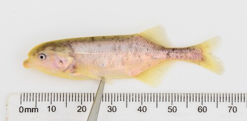 Victoria stonebasher (Marcusenius victoriae) — Mormyridae