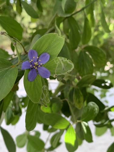 Guaiacum officinale iNat (3)