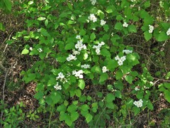 Crataegus biltmoreana