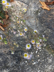 Erigeron annuus