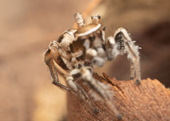 Habronattus clypeatus
