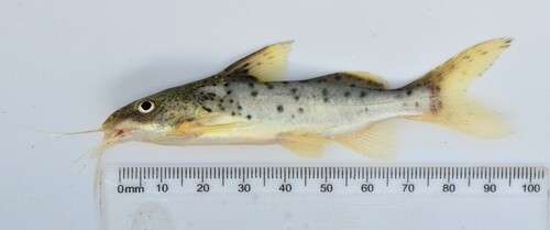 Lake Victoria squeaker (Synodontis victoriae) — Mochokidae