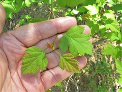 Crataegus biltmoreana