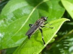 Orthoprosopa bilineata