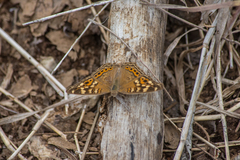 Junonia erigone