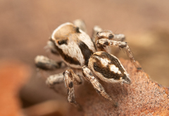 Habronattus clypeatus
