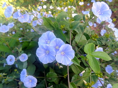 Jacquemontia abutiloides