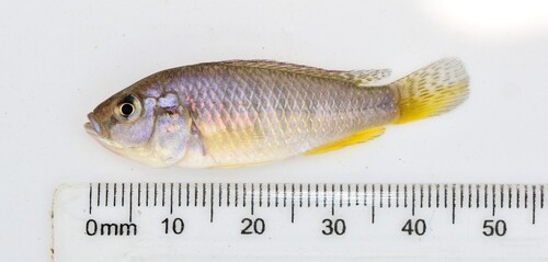 Dwarf Victoria mouthbrooder (Pseudocrenilabrus multicolor) — Cichlidae