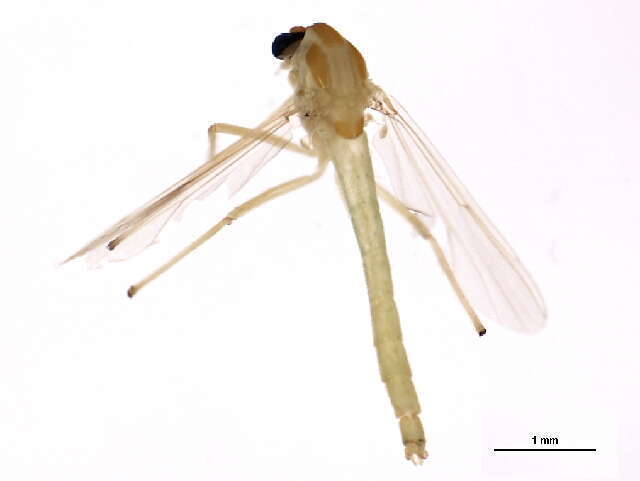 Xenochironomus
