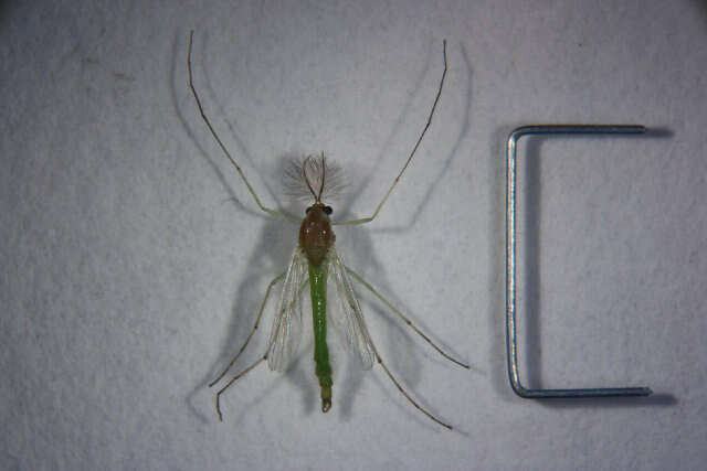 Lipiniella