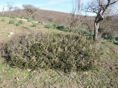 Pyrus communis pyraster