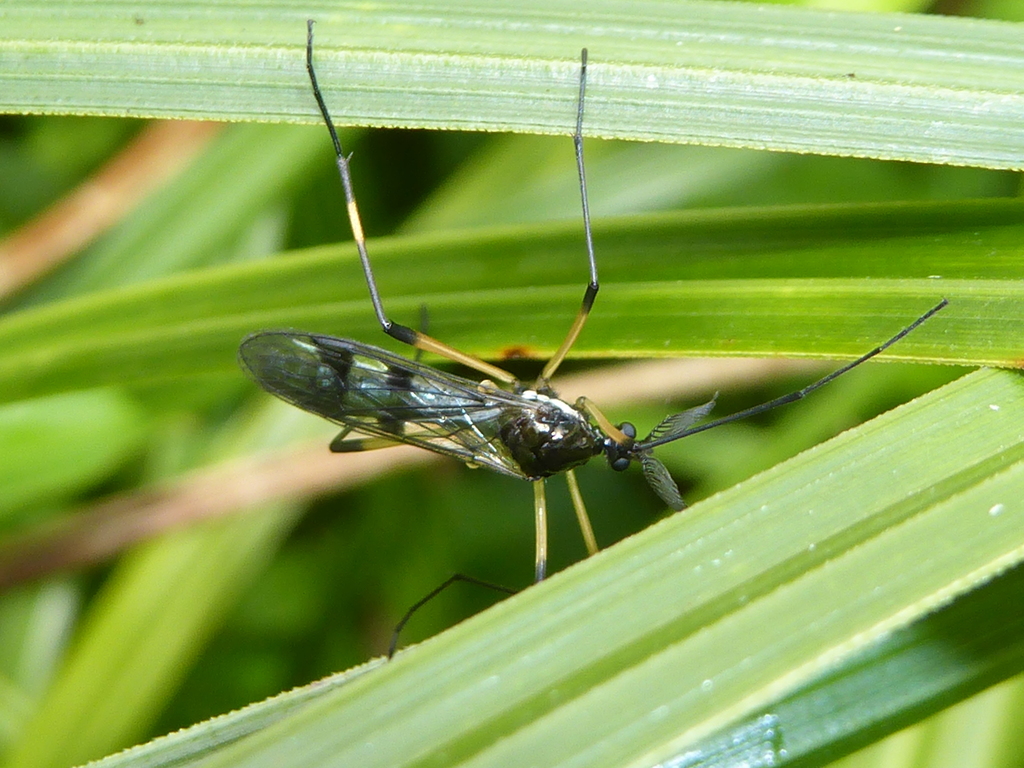 Gynoplistia formosa