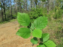 Crataegus triflora