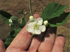 Crataegus triflora