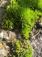 Bryum argenteum